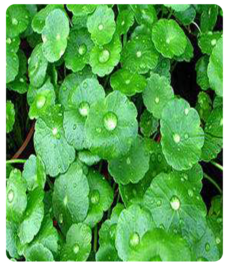 �eѩ����ȡ��