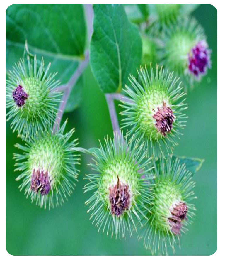 ţ������ȡ��