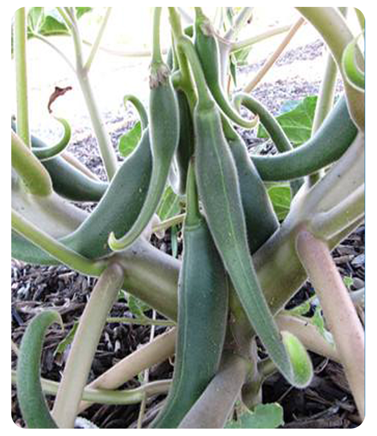 ħצ����ȡ��