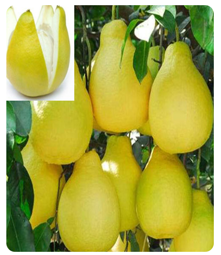 ��Ƥ��ȡ��