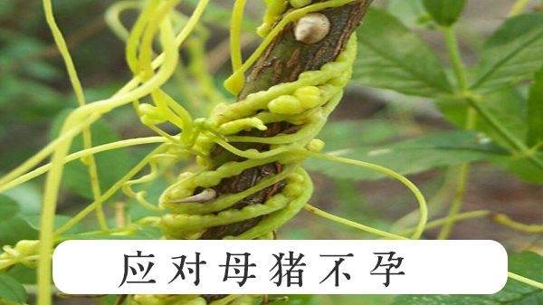 植物提取物 植物提取物